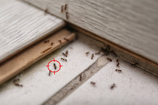 Best Commercial Pest Control Services  in Morn, GA