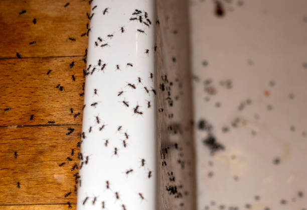 Best Pest Control Near Me  in Morn, GA
