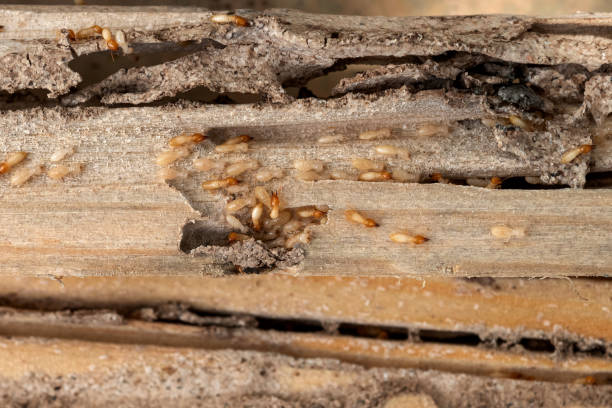 Best Bed Bug Extermination  in Morn, GA