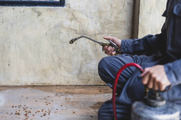 Best Pest Prevention Services  in Morn, GA